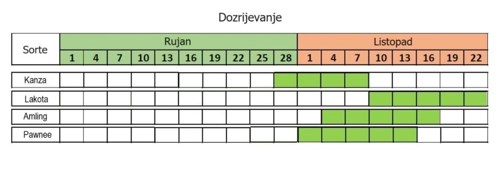 Dozrijevanje pekana