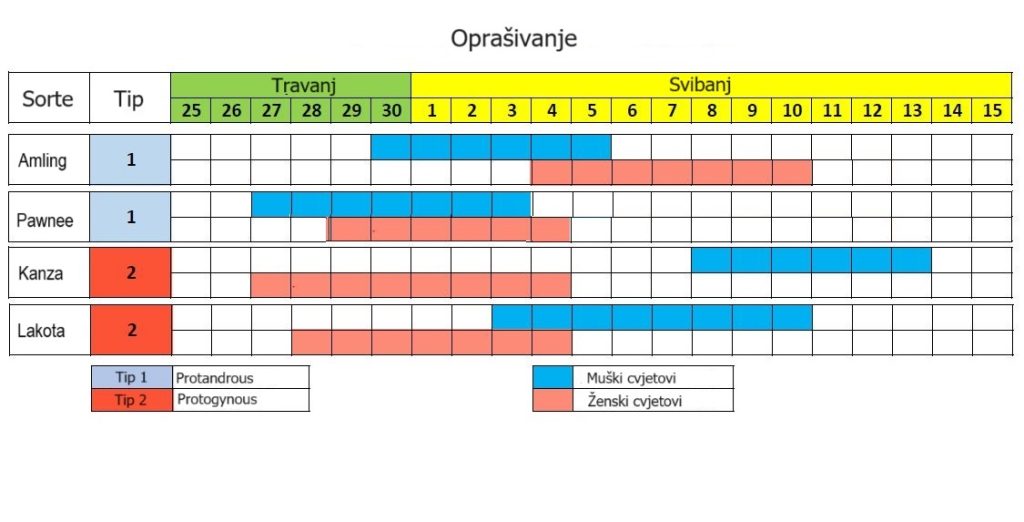 oprašivanje pekana